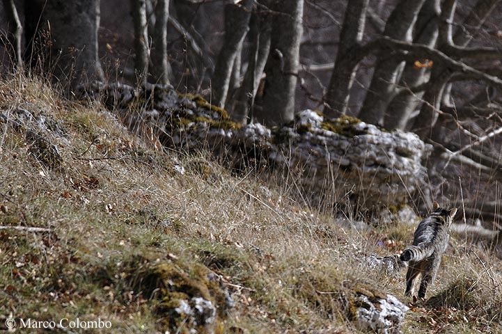 Gatto selvatico in Abruzzo